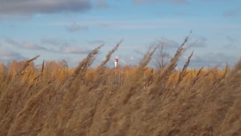 Nature of Russia grass in the field