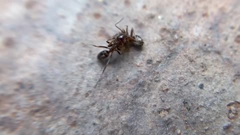 Ant carrying its buddy home.