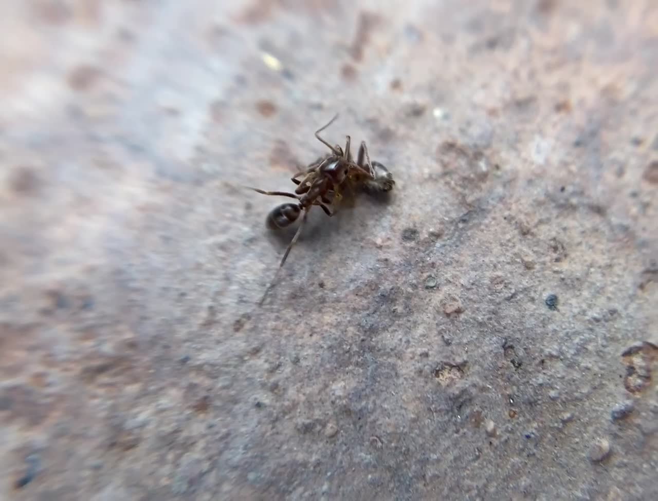 Ant carrying its buddy home.