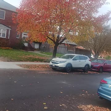 Fall foliage
