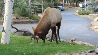 Enorme alce destroza el césped del vecino