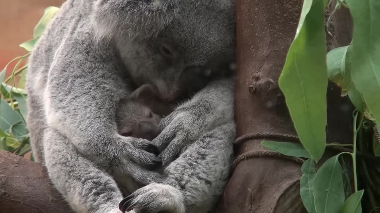 Baby koala Oobi-Ooobi uit buidel Guwara