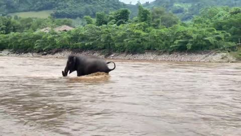 Young Elephant Baitoey Doesn't Want Her Nanny To Leave The River Yet