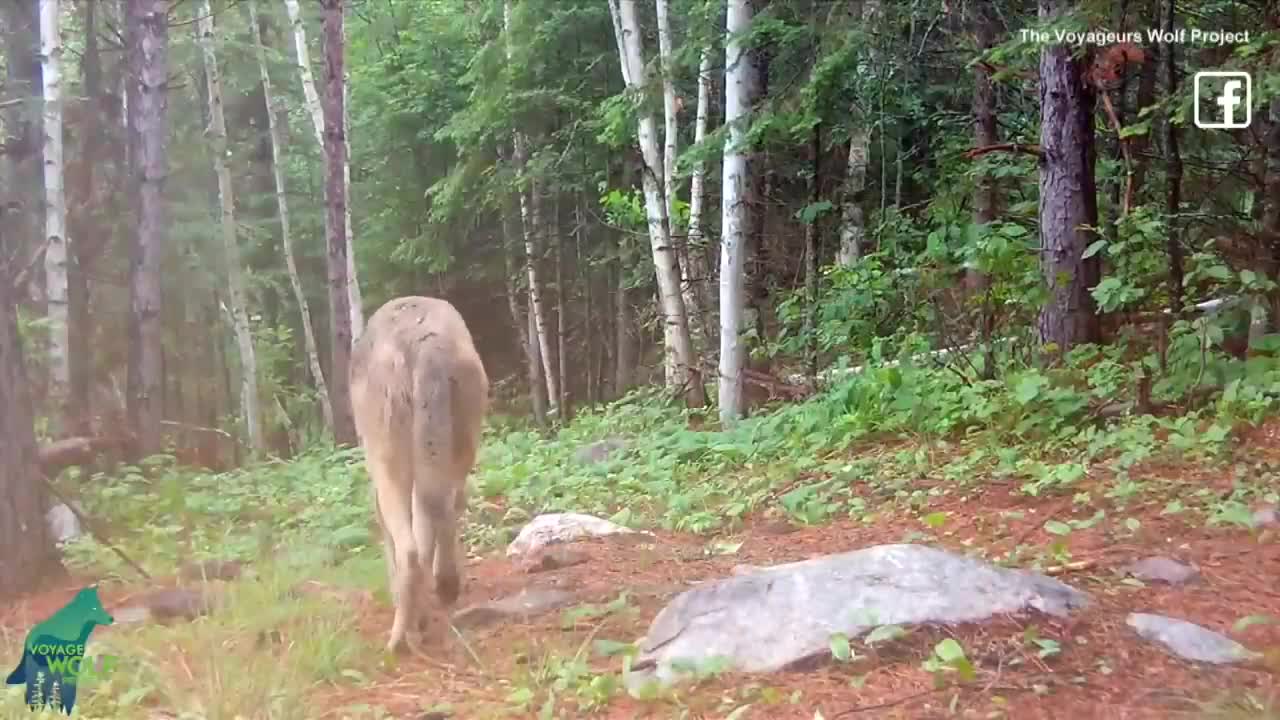 Rare Colored Wolf Caught on Camera