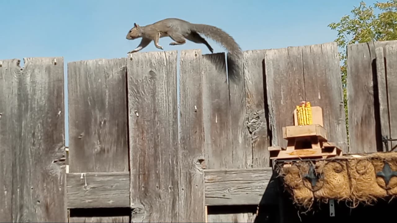 Squirrel Tension In The Backyard