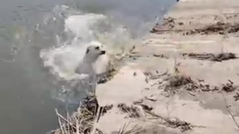 Funny Animals