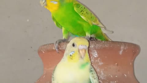 Budgie Beautiful Pair