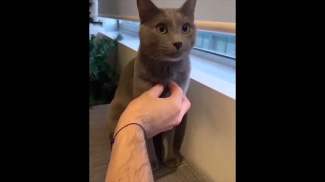 CUTE CATS - ADORABLE ANIMALS