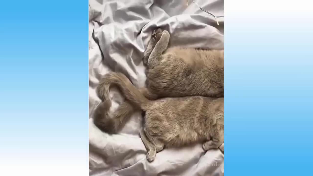 Funniest 🐶 Dogs and 😻 Cats Video🤣