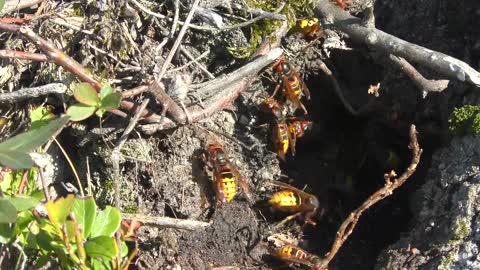 Insect Hornets Close Up Hornissennest Sting