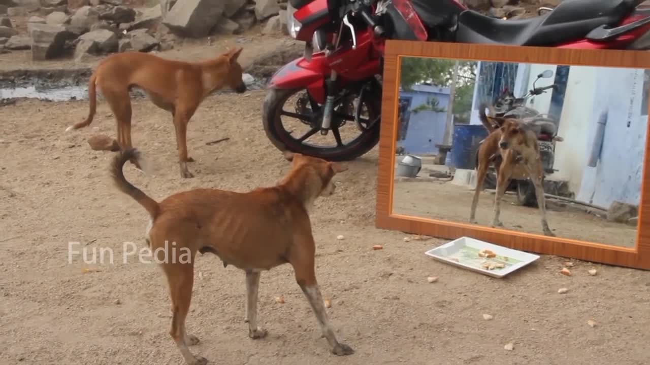 Dog_react_like_he show another dog🤣