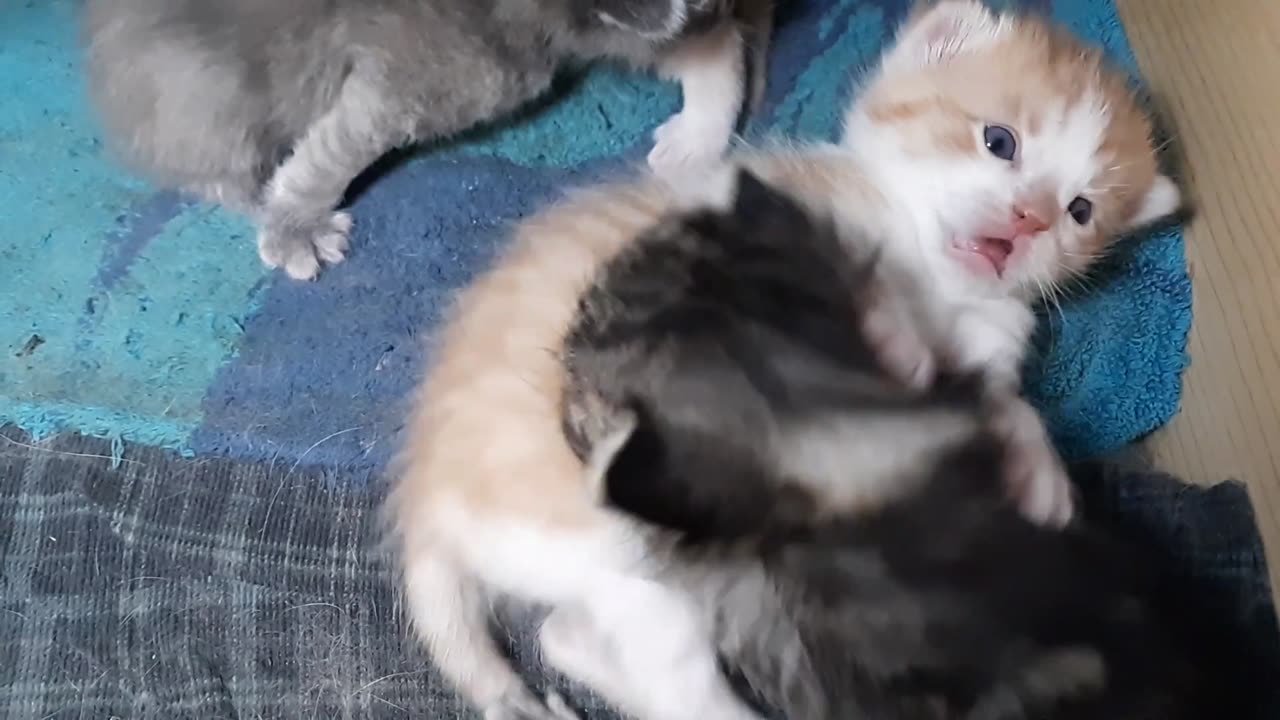 Smudge's Kittens