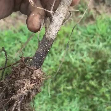 Example of a spruce tree planted to deep
