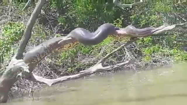 ANACONDA Amazonas Brazil