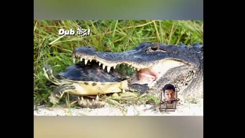 Funny crocodile 🐊 😄 🤣 😆 😂 😀 🐊