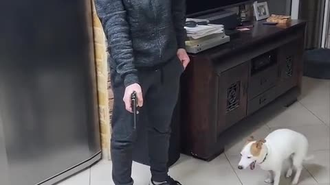 #Dog # Funny