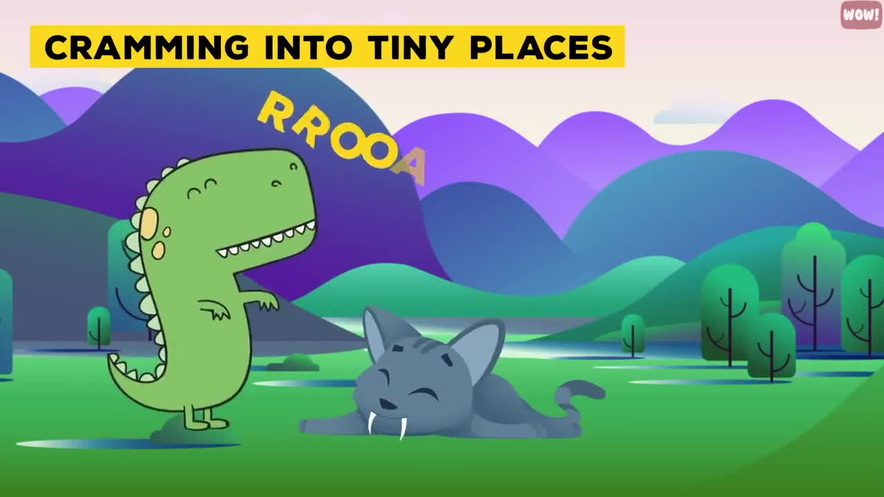 18 Strangest Cat Behaviors Explained