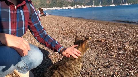 Tabby cat on the beach is so cute and friendly