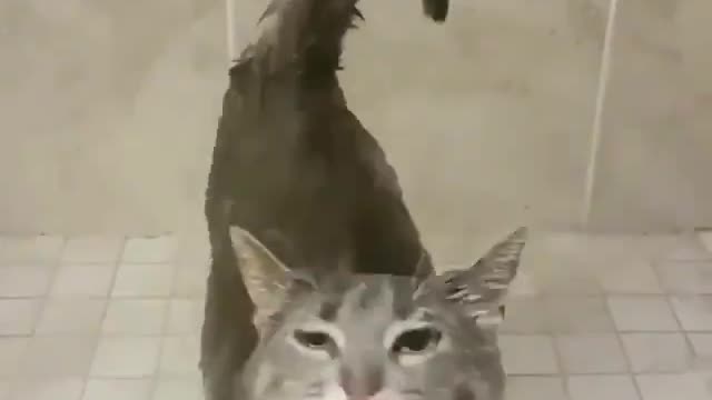 Cat banho
