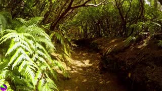 Relaxing Music | Sleeping, Meditation, Stress Relief | [5148] ⭐️