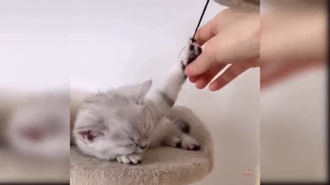 Baby Cats - Cute and Funny Cat Videos Compilatio