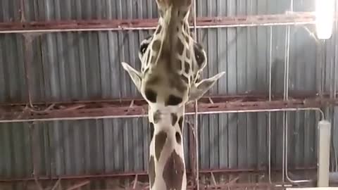 The giraffe is so long and big, I like it so much