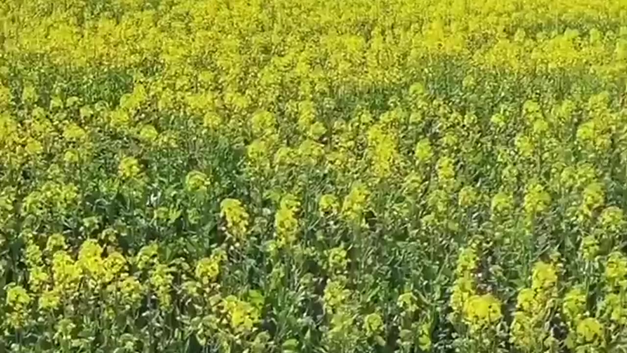 लड़कियों की वजह से बनाई Flower🌻 वाली candy 🍭।।#viral #shorts