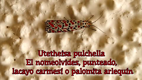 Utetheisa pulchella...."El nomeolvides"