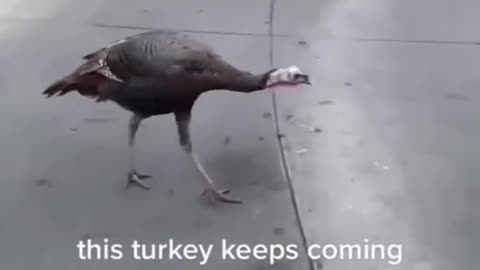 fanny animal videos