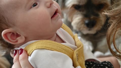 cuty babys dog