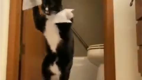 Cute cats standing funny style