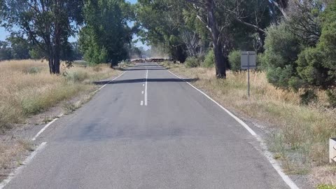 Give Way - Cattle Crossing - Australian Bush