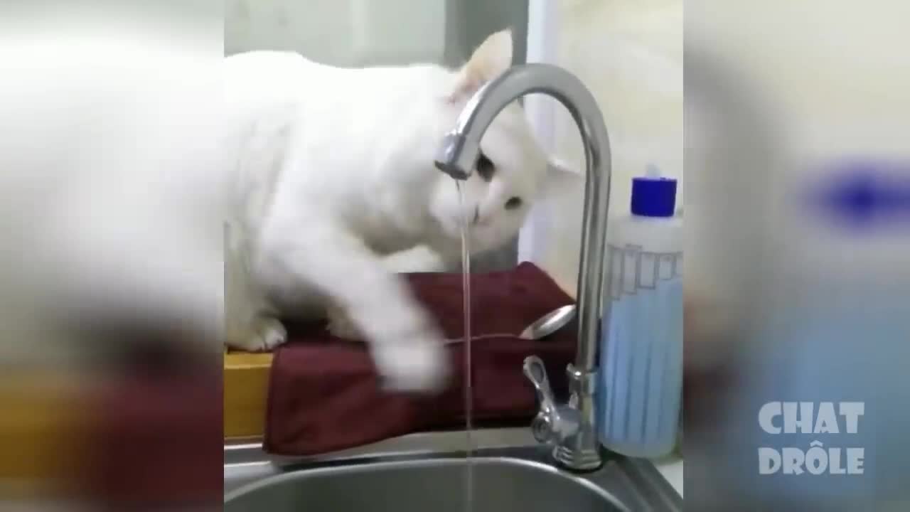 cat who opens the tap all alone