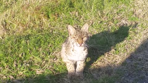 Curious Young Bobcat