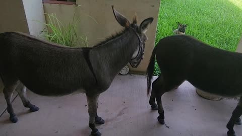 The donkeys have invaded the patio