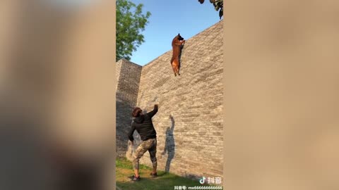 Belgian Malinois Extremely Athletic!