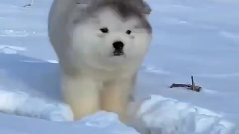 dog running on snow