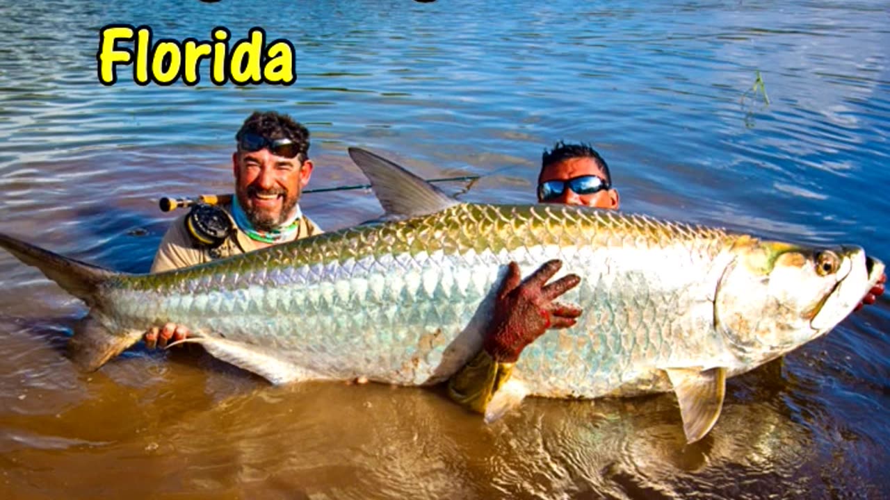 The GIANT FISH that can KNOCK YOU OUT. #fishing #aquarium #fish #viral #florida