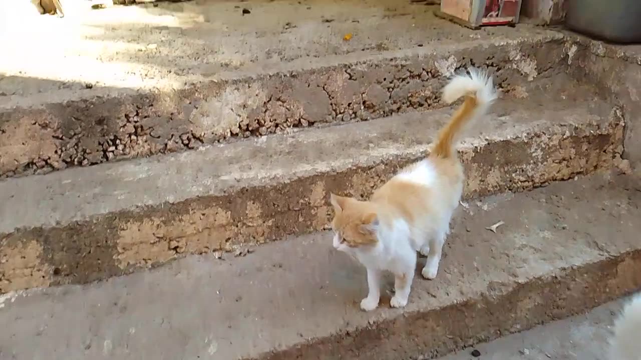 Cute cats