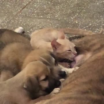 Mooching off on some free milk 🤣