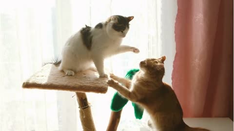 Two cats are fighting