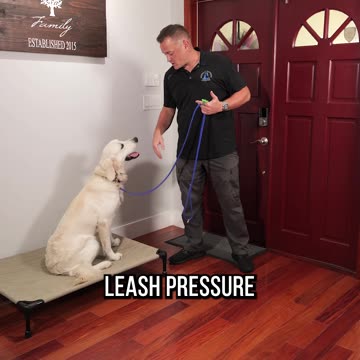 Does Training Your Dog With Treats Work?