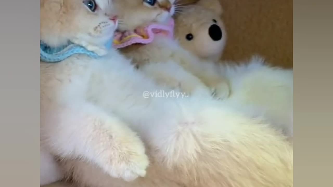 cute cats