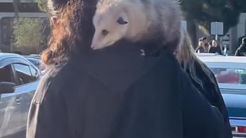 Someone brought their dog to cars and coffee