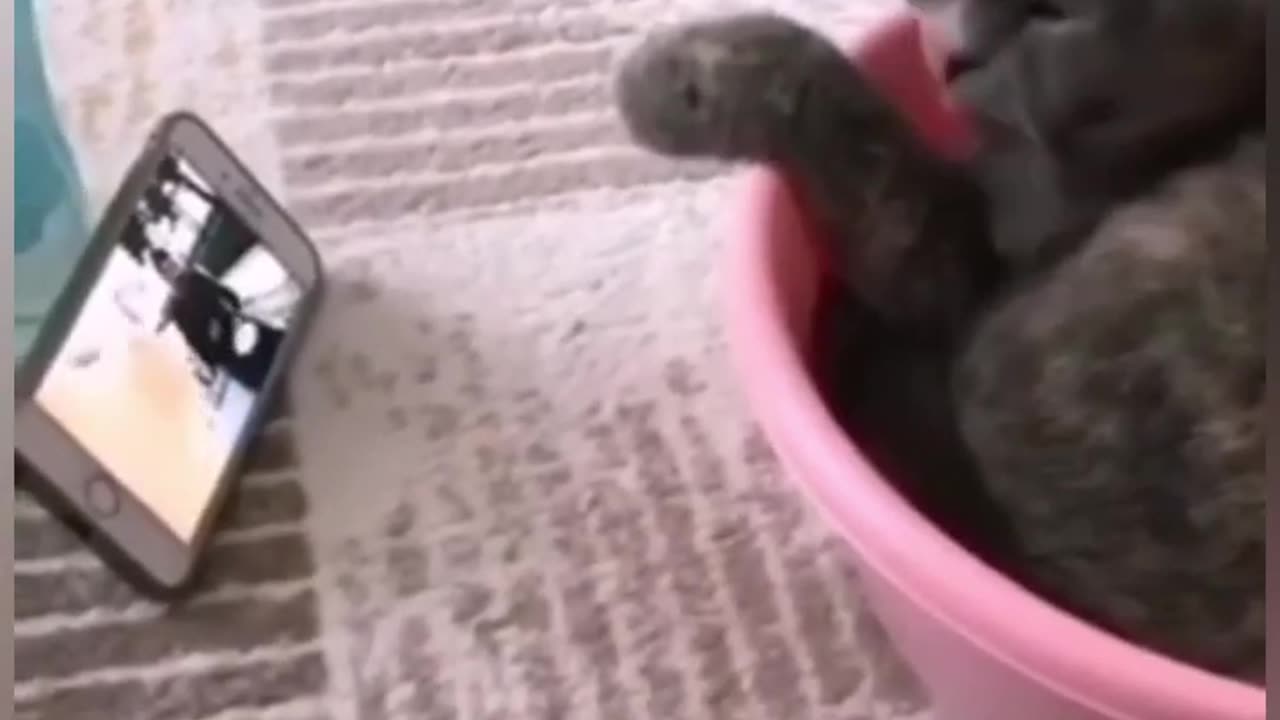 Funny animals 2023 - Funniest Cats and Dogs Video