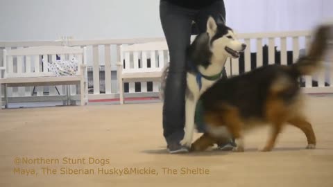 AMAZING STUNT DOGS! CHECK OUT WHAT MAYA AND MICKIE CAN DO! #Viralfunnychannel