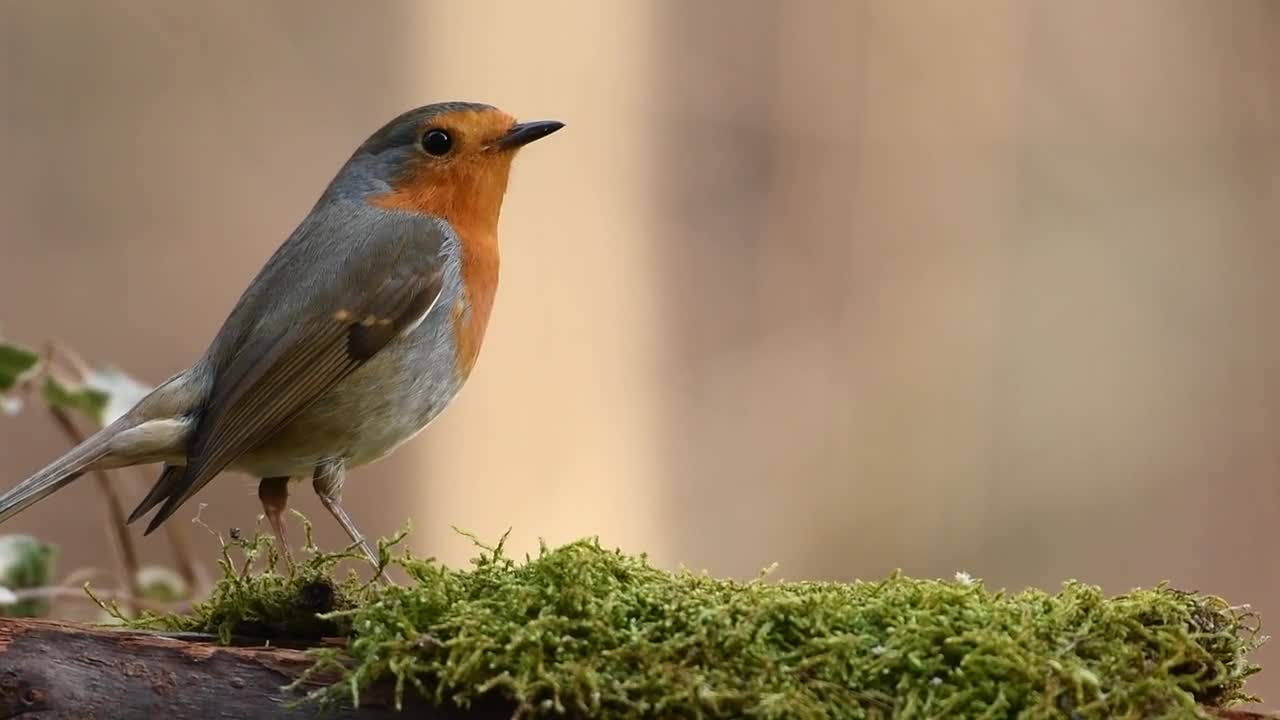 Beautiful bird in nature