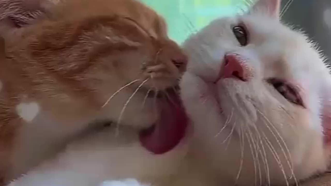 cute cat video🥰😍