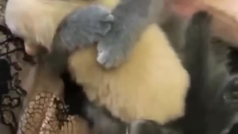 Cute cat hugs puppy.😻