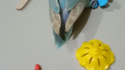 Cute bird